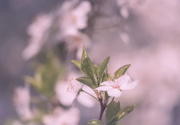 Verse lente bloemen bloeien op boom — Stockfoto