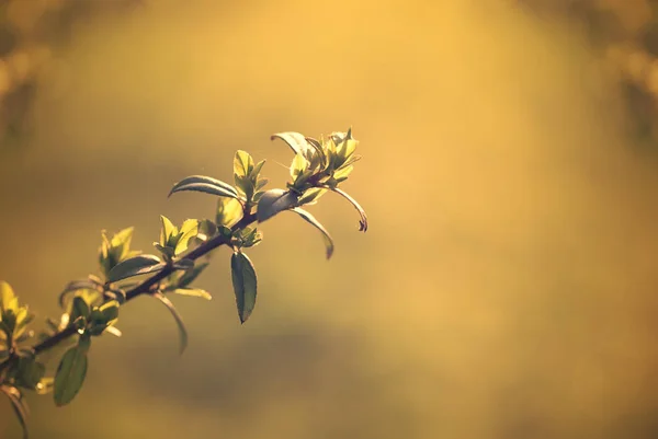 Nieuwe tak groeien in de tuin — Stockfoto