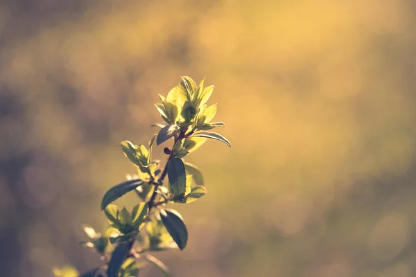 New branch grow in the garden — Stock Photo, Image