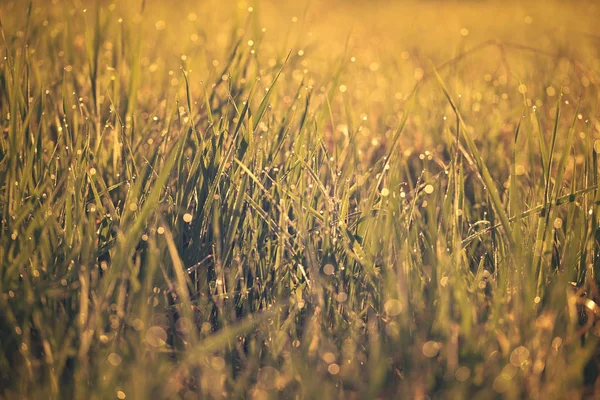 Close-up foto van dewy gras op het gebied — Stockfoto