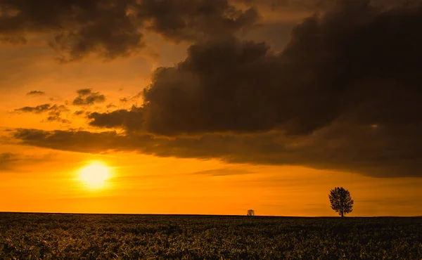 Träd på sunset — Stockfoto