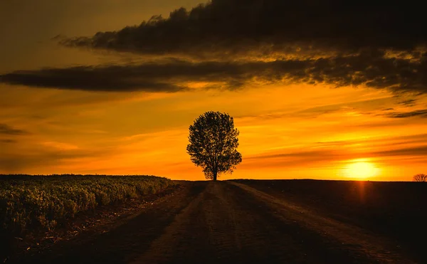 Träd på sunset — Stockfoto