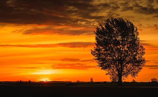 Träd på sunset — Stockfoto