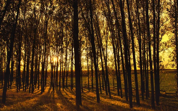 Trädbevuxna skog träd bakgrundsbelyst med gyllene solljus — Stockfoto