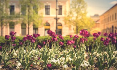 Şehrin kötü çiçek yakın fotoğraf