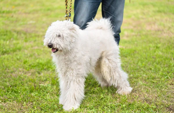 Cão Komondor bonito no parque — Fotografia de Stock