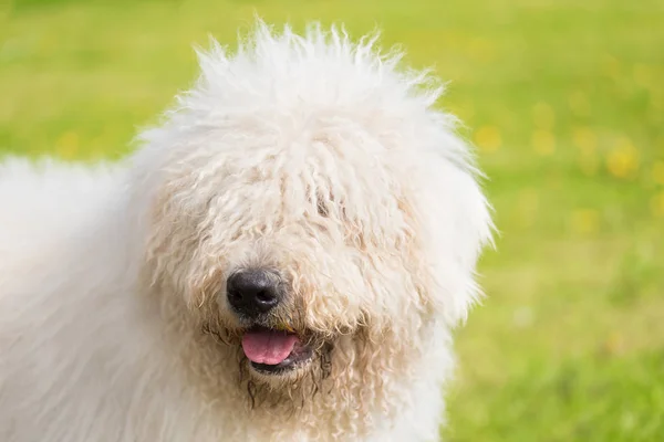 Cão Komondor bonito no parque — Fotografia de Stock