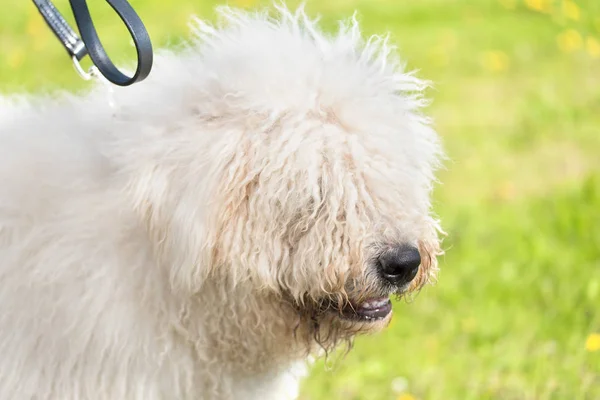 Schattige Komondor hond in het park — Stockfoto