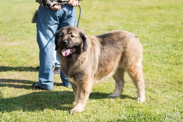 Cão pastor caucasiano com proprietário — Fotografia de Stock