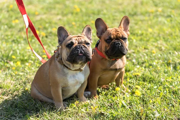 Bulldog francese sdraiato nell'erba — Foto Stock
