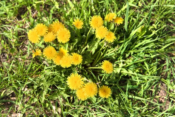 Closeup photos dandelion flowers — Stock Photo, Image