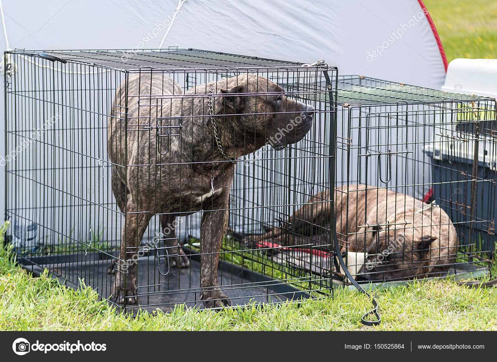 Trauerhunde im Zwinger — Stockfoto © sssss1gmel 150525864