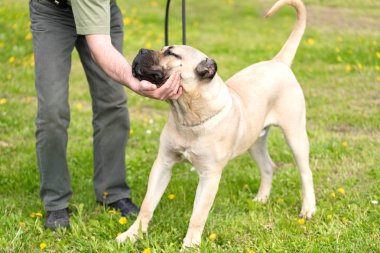 Bej renk köpek parkta