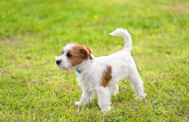 Şirin Jack russel terrier Park
