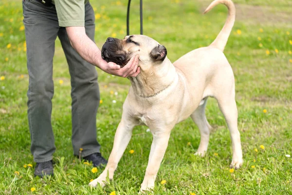 Beige color dog in the park — Stock Photo, Image