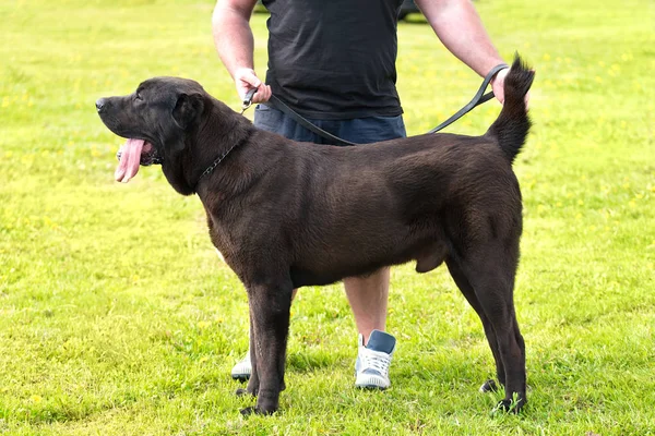 Bruine hond in het park — Stockfoto