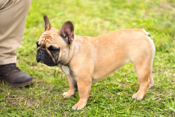 Franse bulldog staande in het park — Stockfoto