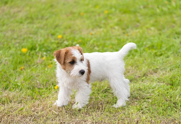 Niedlicher Jack Russel Terrier im Park — Stockfoto