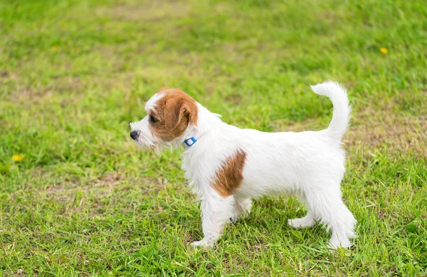 Bonito Jack Russel terrier no parque — Fotografia de Stock