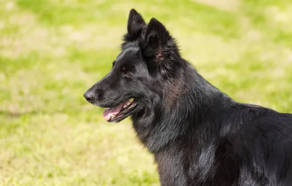 Black German shepherd dog — Stock Photo, Image
