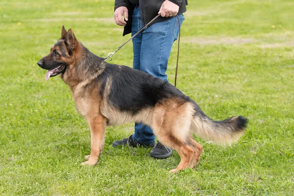 Tysk herdehund i parken — Stockfoto