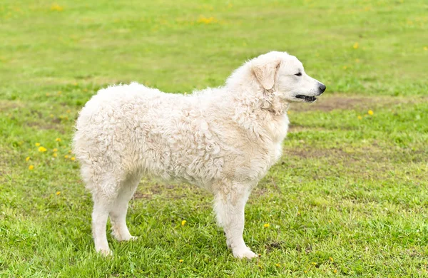 Húngaro Kuvasz cão no parque — Fotografia de Stock