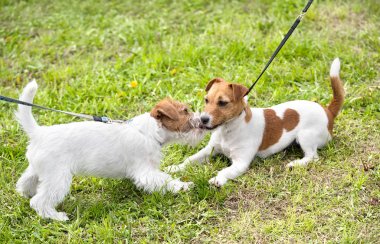 Şirin Jack russel terrier Park