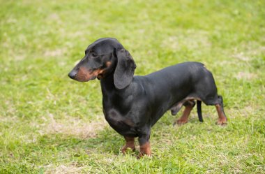 Bir dachshund köpeği portresi