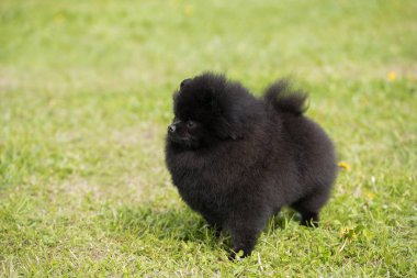 Parkta köpek yavrusu rahatlatıcı