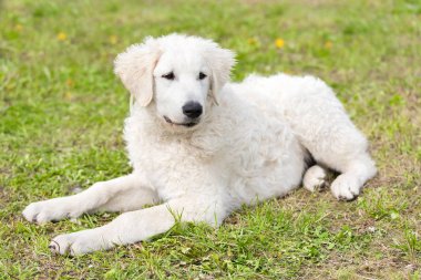 Macar Kuvasz köpek parkta