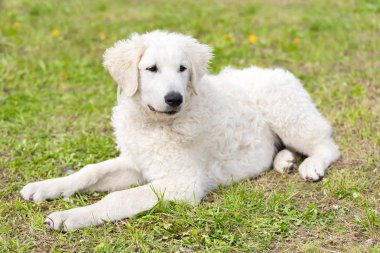 Hungarian Kuvasz dog in the park clipart