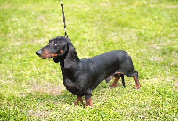 Retrato de um cão Dachshund — Fotografia de Stock