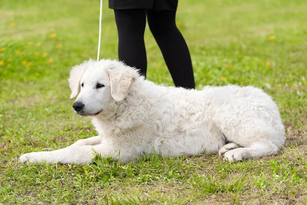 Macar Kuvasz köpek parkta — Stok fotoğraf