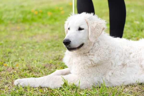 Hongaarse Kuvasz hond in het park — Stockfoto