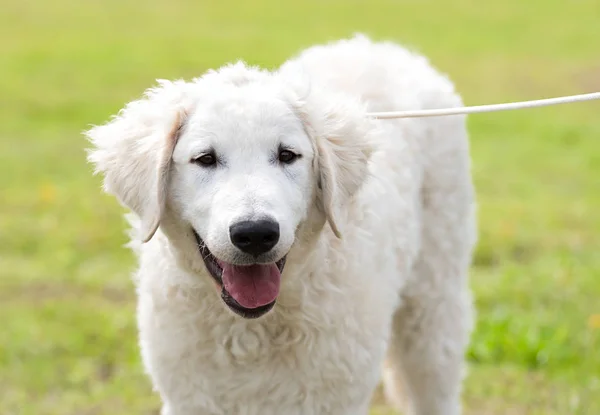 Maďarský Kuvasz psa v parku — Stock fotografie