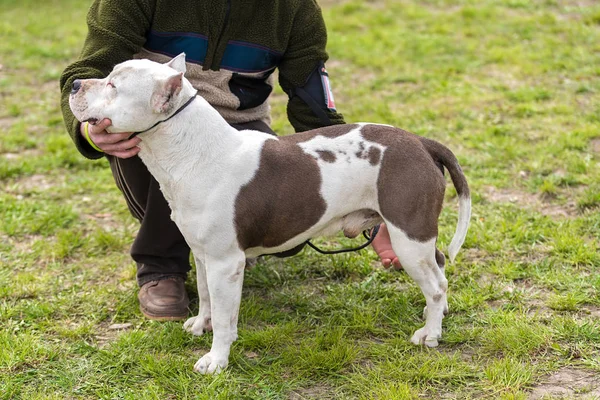 Pitbull terrier pies w zielonym parku — Zdjęcie stockowe