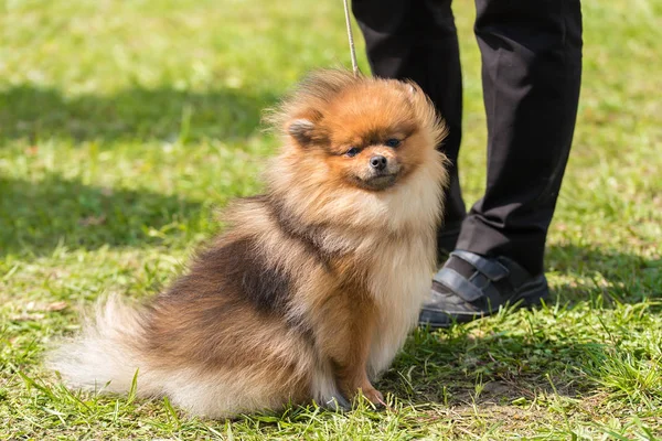 Pomeranian plujący pies w parku — Zdjęcie stockowe