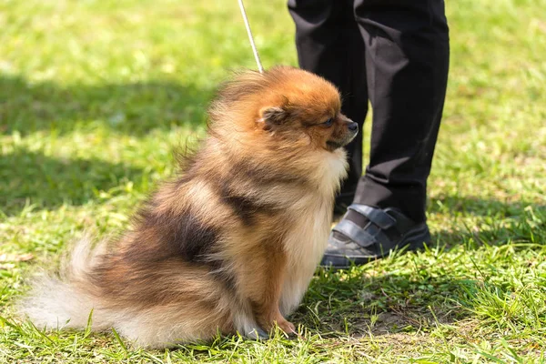 Pomeranian spitz hond in het park — Stockfoto