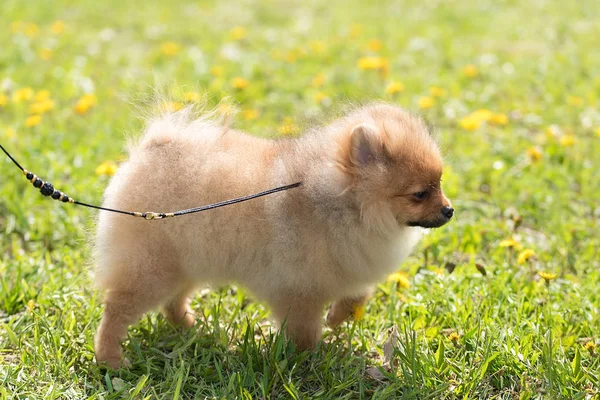 Perro spitz pomeraniano en el parque — Foto de Stock