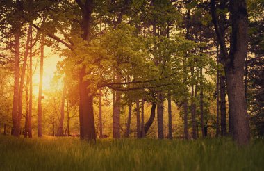 Parkta gün batımı