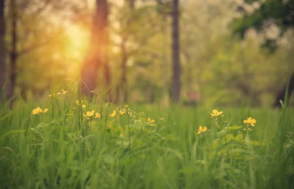 Solnedgång i parken — Stockfoto