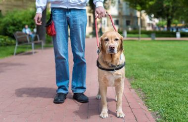Rehber köpek kör bir adam yardımcı oluyor