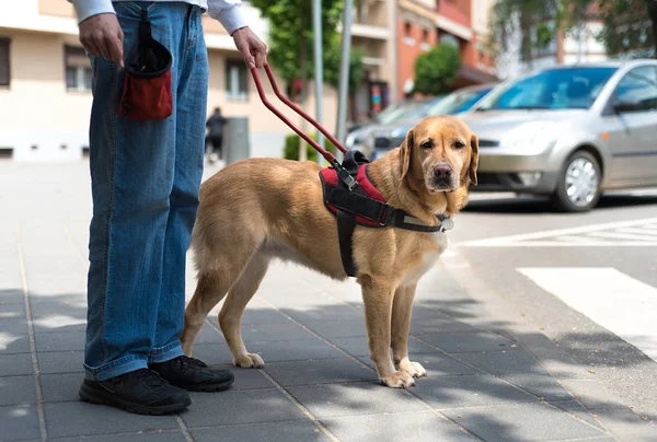 Geleidehond helpt een blinde man — Stockfoto