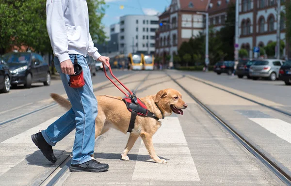 Cão guia está ajudando um homem cego — Fotografia de Stock