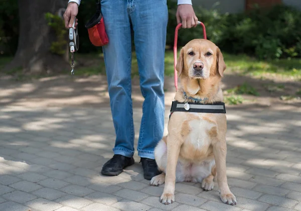 Cão guia está ajudando um homem cego — Fotografia de Stock