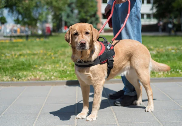 Ledarhund hjälper en blind man — Stockfoto