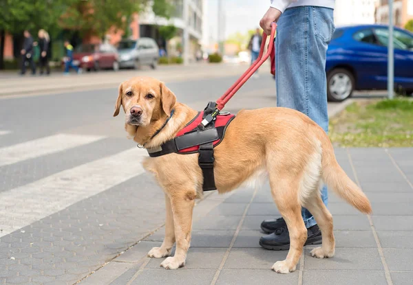 El perro guía está ayudando a un ciego. — Foto de Stock