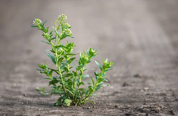 Closeup photo of green weed — Stock Photo, Image