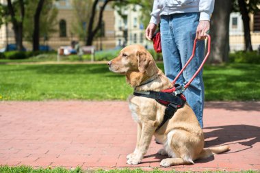 Rehber köpek kör bir adam yardımcı oluyor