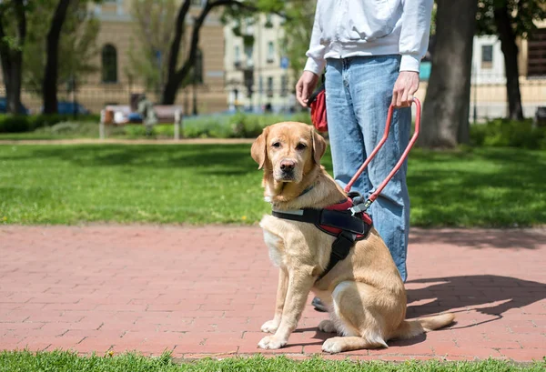 Rehber köpek kör bir adam yardımcı oluyor — Stok fotoğraf